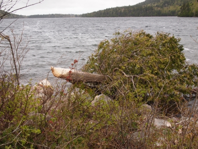 [Another tree lying on its side after being gnawed beside the pond apart.]